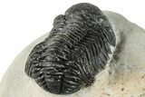 Morocops Trilobite - Ofaten, Morocco #287378-5